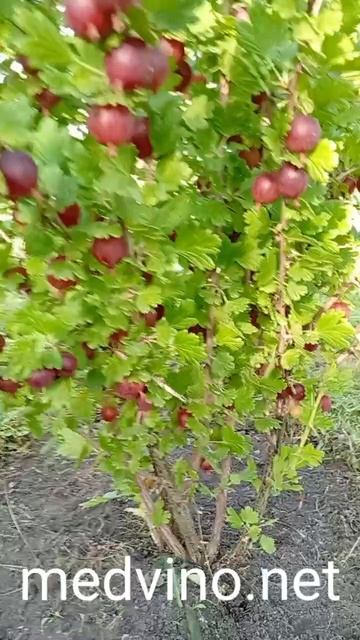 Крыжовник сорт Краснославянский смотреть онлайн