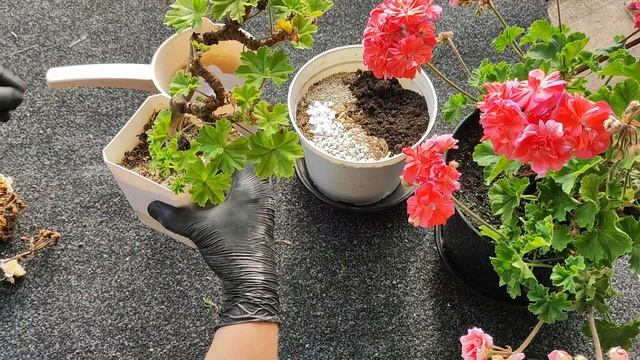 ГЕРАНЬ БУДЕТ ЦВЕСТИ КРУГЛЫЙ ГОД если ОСЕНЬЮ СДЕЛАТЬ ТАК! смотреть онлайн