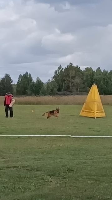 Raisin Star SHAKIRA 2 №23. ИРКУТСК 6 сентября`25 Моно немецких овчарок