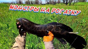 Монстры Против Рогатки-Победа За Мной-Лучшая Рогатка На Данный Момент#2025#рекомендации#youtube#top