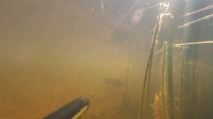 Подводная охота в ЯНАО