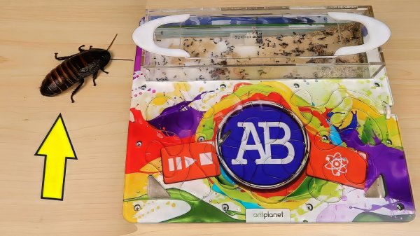 Реакция Муравьев на огромного таракана! Alex Boyko