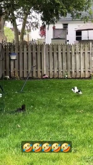 Смешные животные.