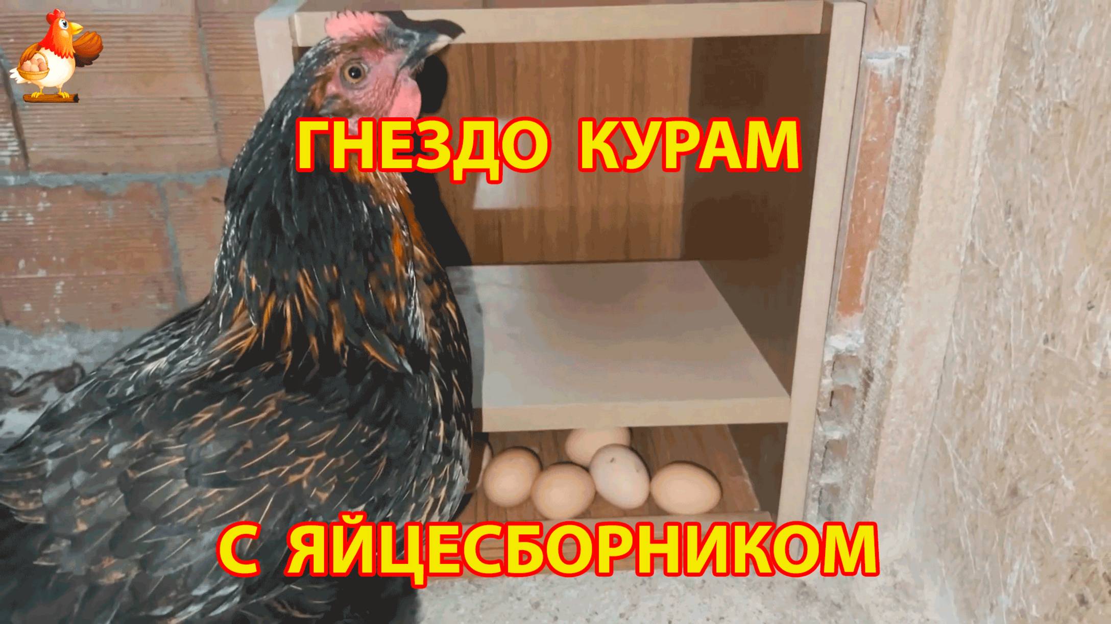 Гнездо с яйцесборником для кур как сделать своими руками пошагово 🥚🥚🥚 смотреть онлайн