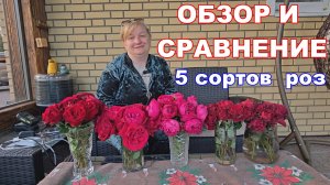 ВЫБОР ЛУЧШЕЙ КРАСНОЙ ЧАЙНО ГИБРИДНОЙ РОЗЫ.