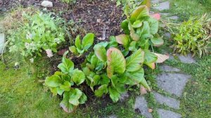 27-09-2025.Дача.Снимаю урожай тыквы))Выкапываю лилейник!