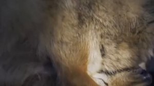 Клип на песню Шаманка Иринджан и Роман Овшиновы-Куулгазын .mp4