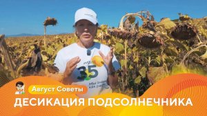 Десикация подсолнечника: подготовка к уборке |  «Август Советы» #гербициды #десикация