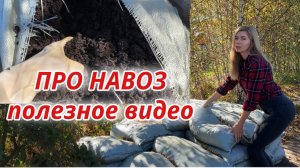 Инструкция по внесению навоза и перегноя: КОГДА ВНОСИТЬ, СКОЛЬКО и КАК