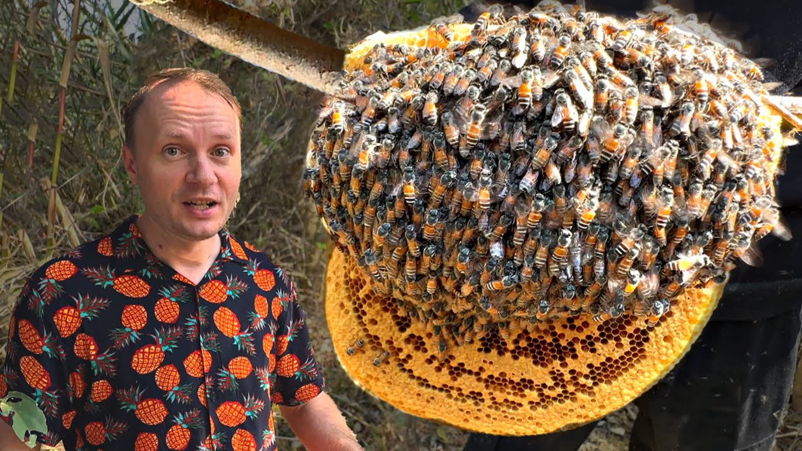 ✅Нашли УЛЕЙ свирепых КОРОЛЕВСКИХ ПЧЁЛ 🐝НАС ИСКУСАЛИ ☠️ ДОБЫВАЕМ ГАЛЛЮЦИНОГЕННЫЙ ТРОПИЧЕСКИЙ МЁД смотреть онлайн