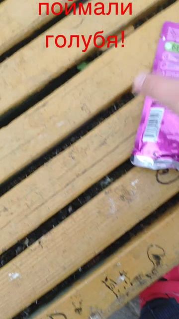 поймали голубя! смотреть онлайн