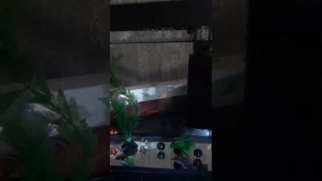 сомик на отдыхе