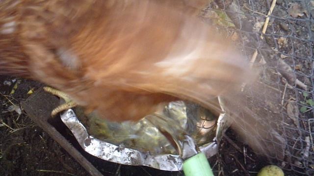 Наливаю курам водички в поилку