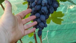 Находка Калугина, Алвика, Велика, Аватар. Итоги сезона 2025. Воронеж.