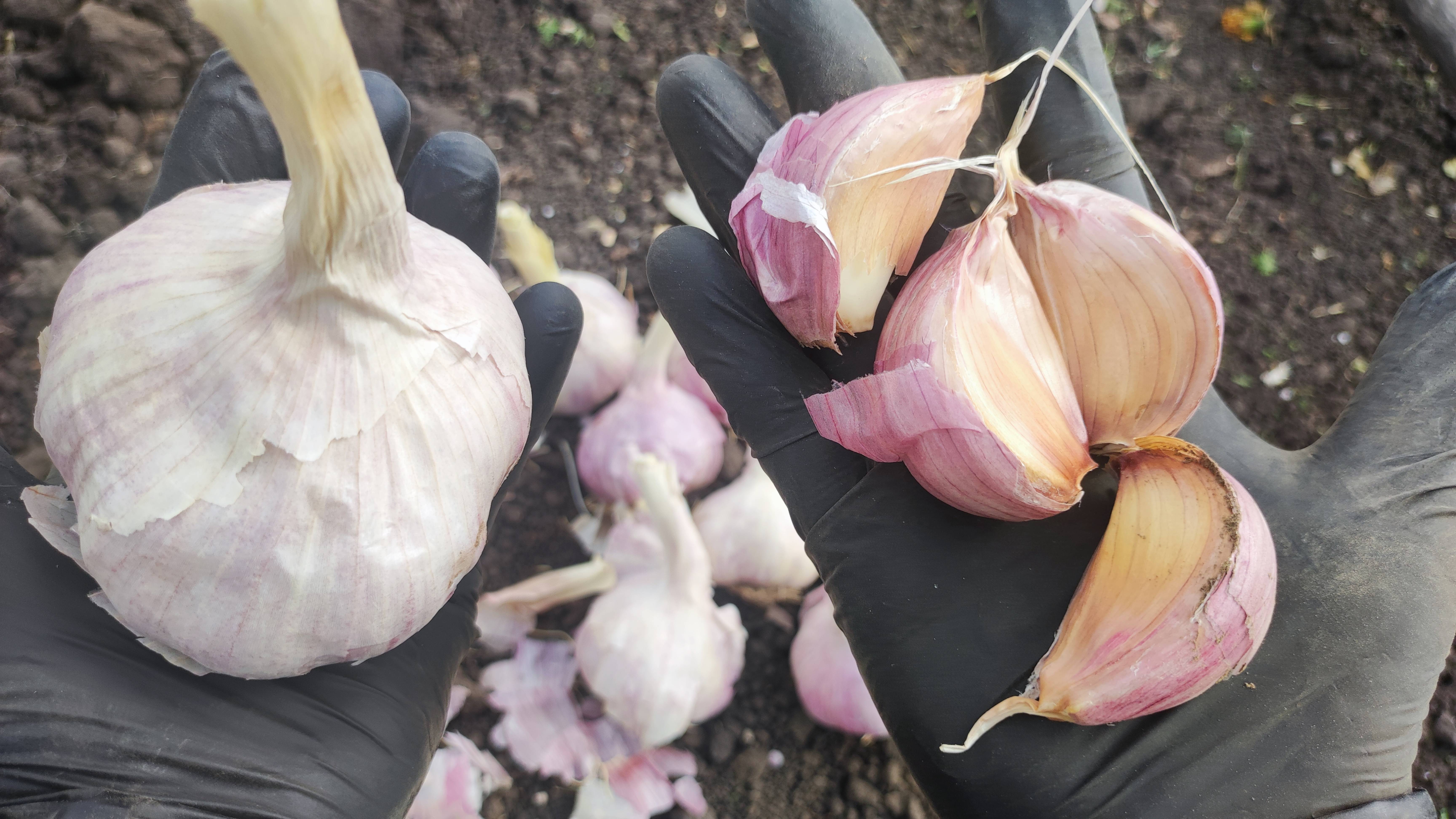 Никогда не сажайте Чеснок Осенью не зная Это! Когда сажать чеснок и что класть в лунку смотреть онлайн