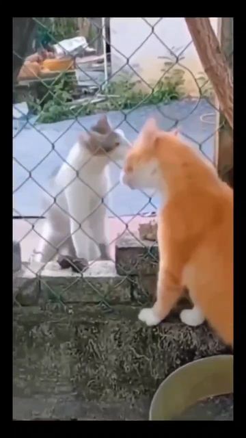 #нокаут #коты #животные #смех #юмор #ржака смотреть онлайн