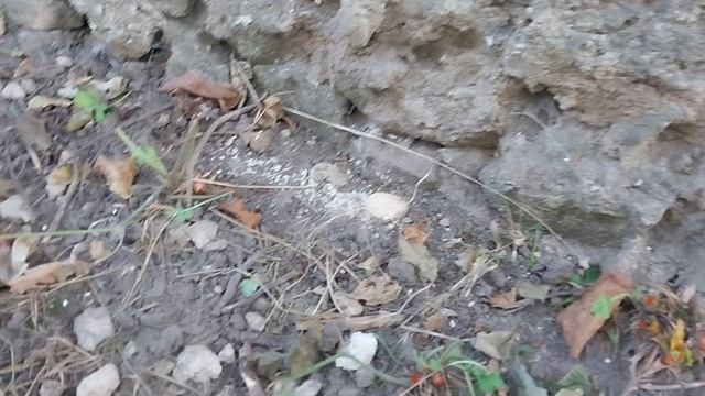 Как избавиться от деревьев под домом раз и на всегда! смотреть онлайн