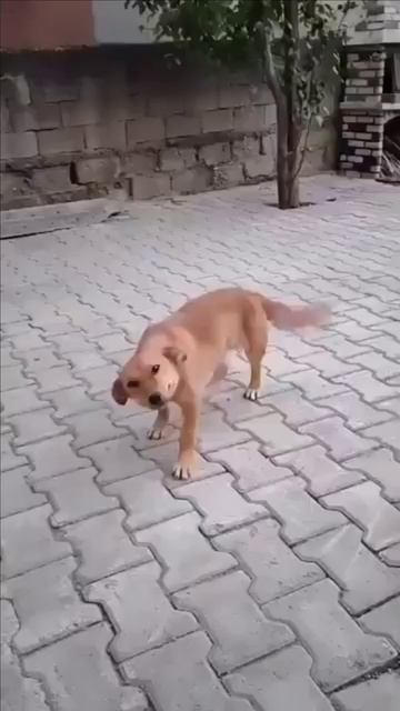 Собака улыбается смотреть онлайн