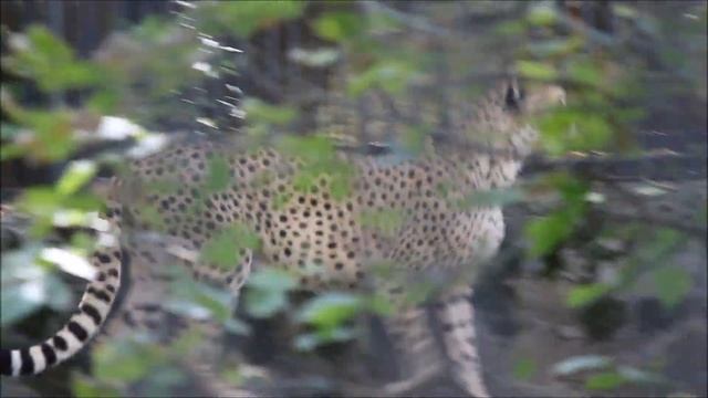Гепарды. У каждого свой отдых 17.09.2025 смотреть онлайн