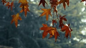 🍂🍁Уютная атмосфера осеннего дождя / Опадающие листья 🍂🍁 / Звуки для релаксации / Медитации | Сна