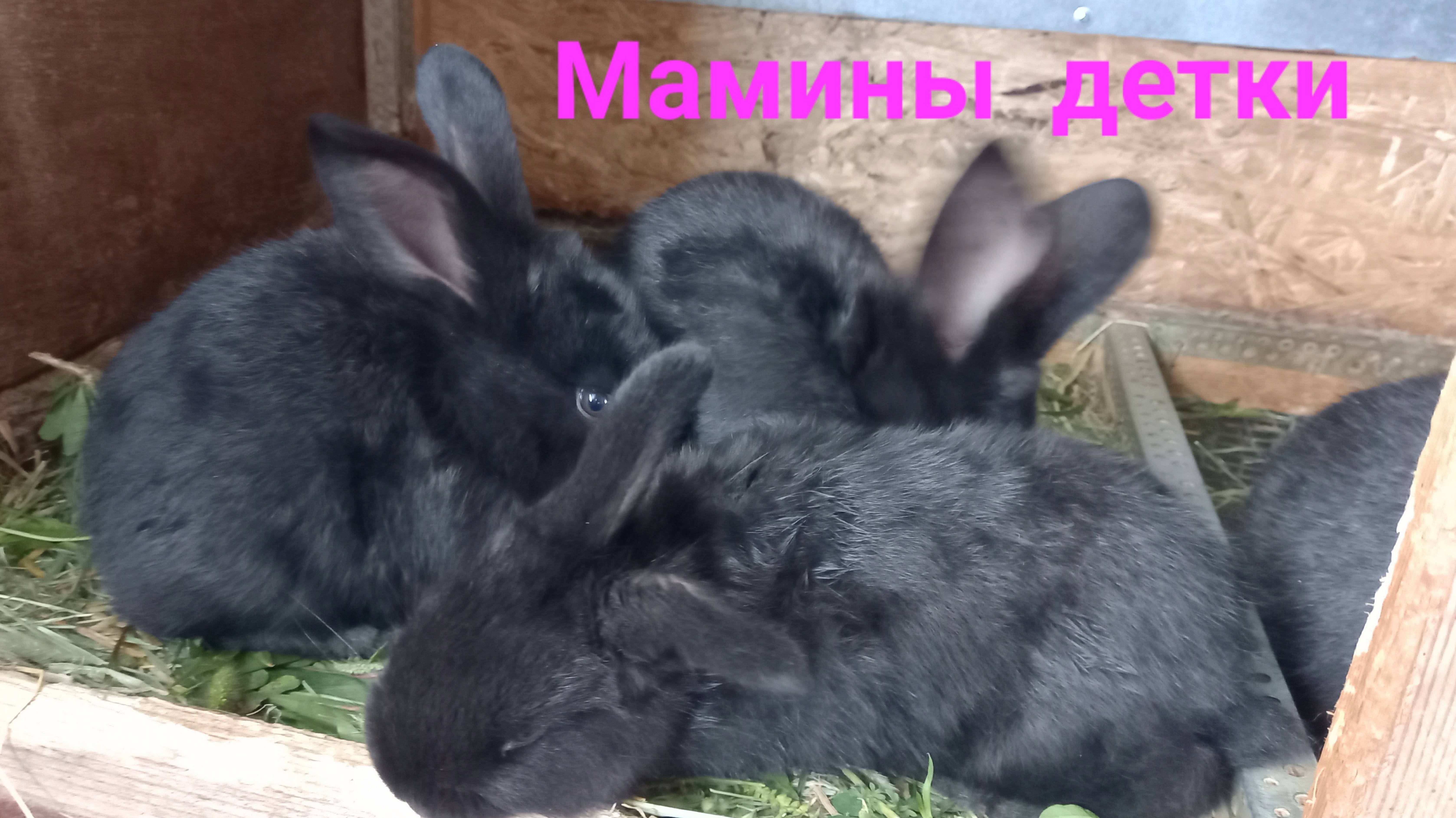 Мамины детки. 🐇🐇🐇 смотреть онлайн