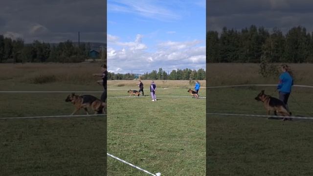 РАБОЧИЙ КОБЕЛИ / КЧК ИРКУТСК 6 сентября`25 Л.Лазарева Моно немецких овчарок