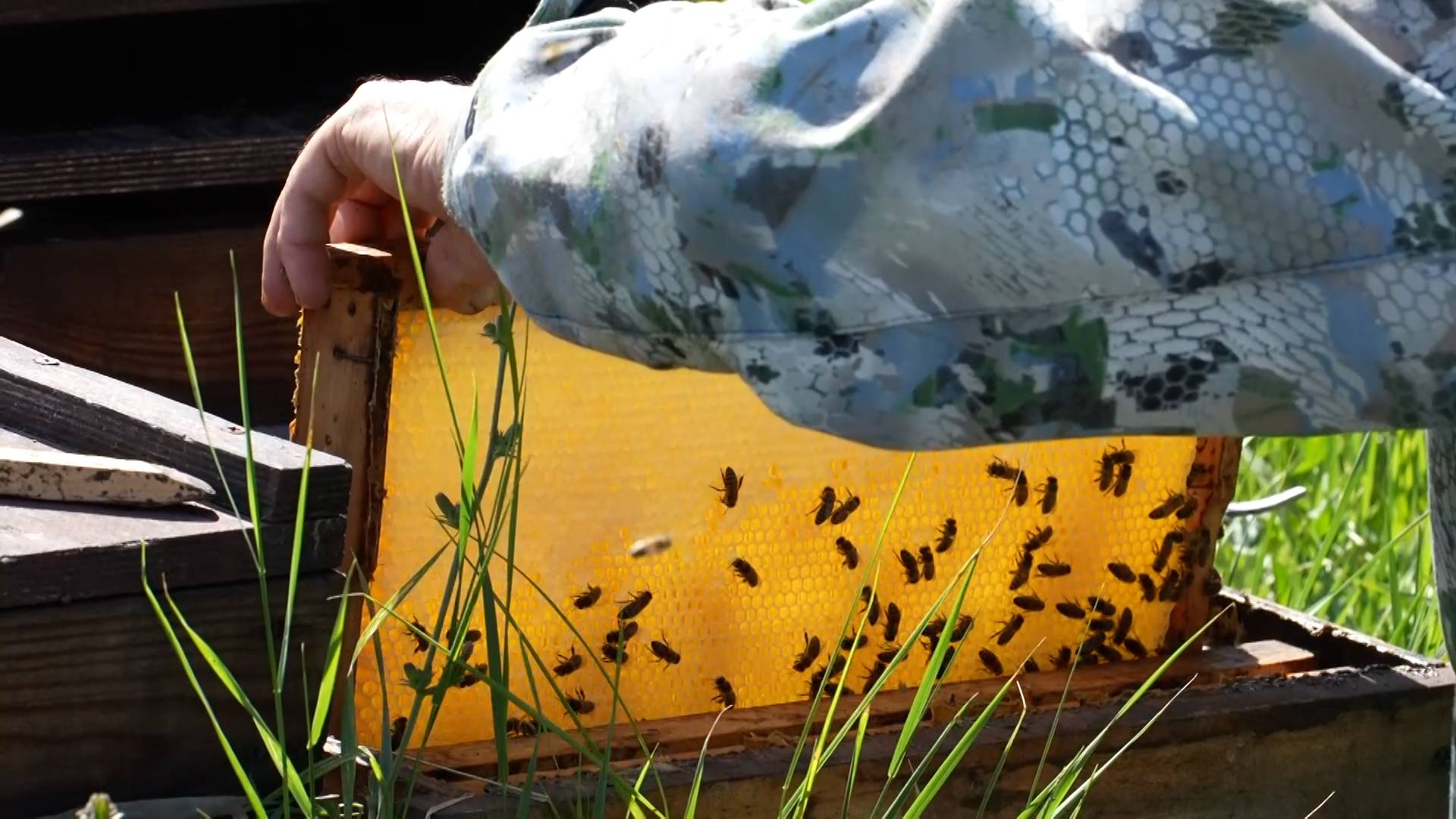 Мир сельского хозяйства. Мёд 23.09.2025