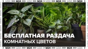 Пилеи, колеусы и хлорофитумы можно получить бесплатно на северо-западе Москвы