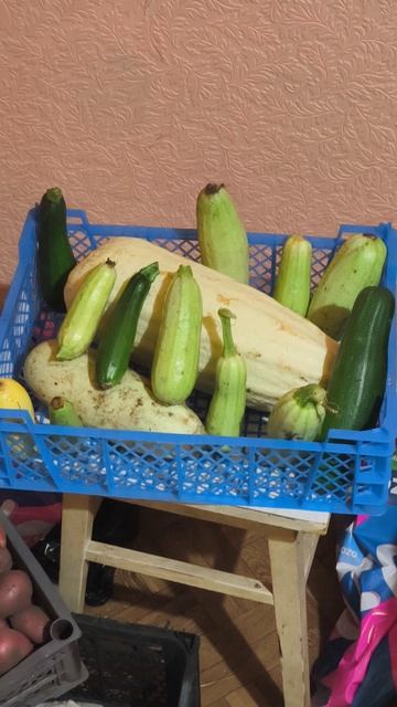 Последние кабачки. смотреть онлайн