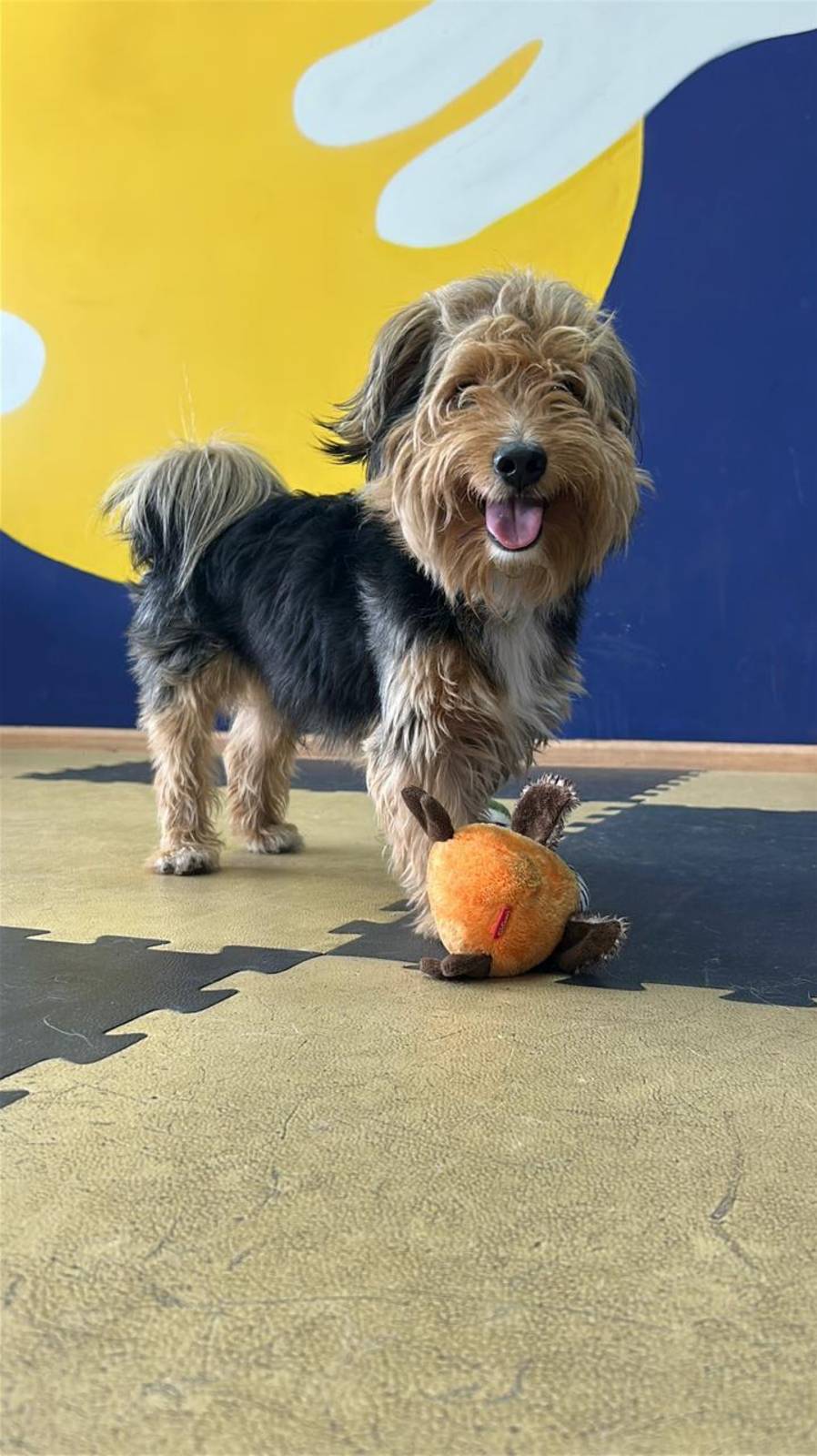 Собака в добрые руки. Рио