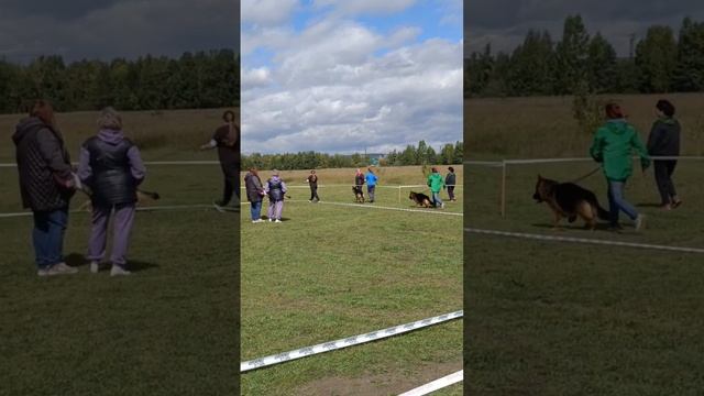 ЮНИОРЫ КОБЕЛИ / КЧК ИРКУТСК 6 сентября`25 Л.Лазарева Моно немецких овчарок