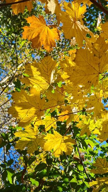 Под осенними золотыми листьями клёна