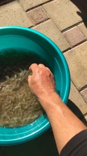 Улов Азовской креветки в сентябре. Ейск.