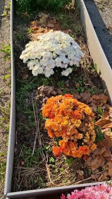 ПОСЛЕДНИМ КРАСОТЫ ОСЕНИ 🍁 ☺️ смотреть онлайн