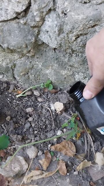 Как избавиться от древесины под домом по самый корень! смотреть онлайн