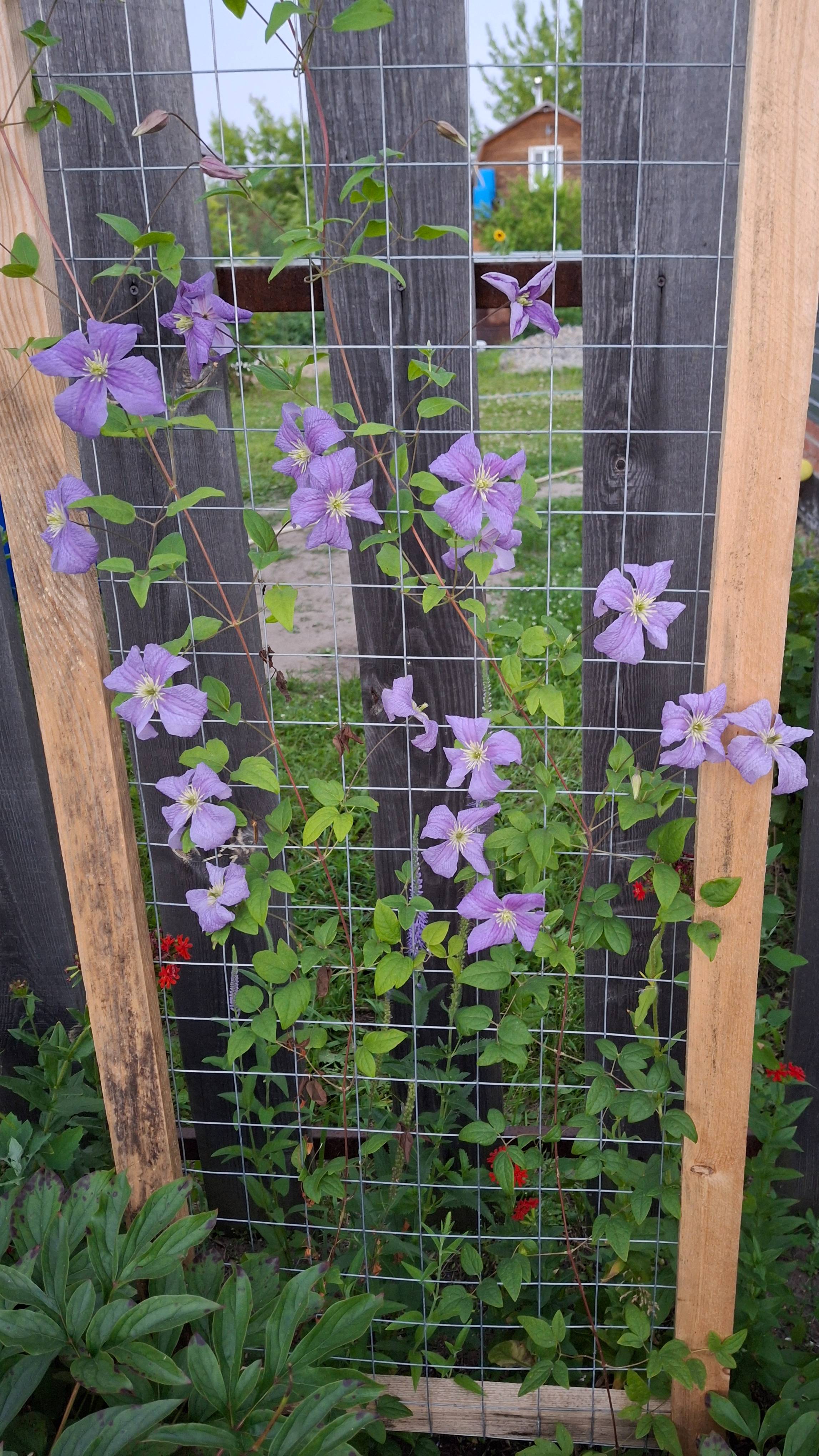 Эмилия Плантер, клематис 3 группы обрезки