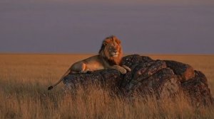 Львы и музыка