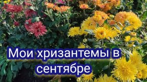 Корейские хризантемы в сентябре. Обзор мои сортов.