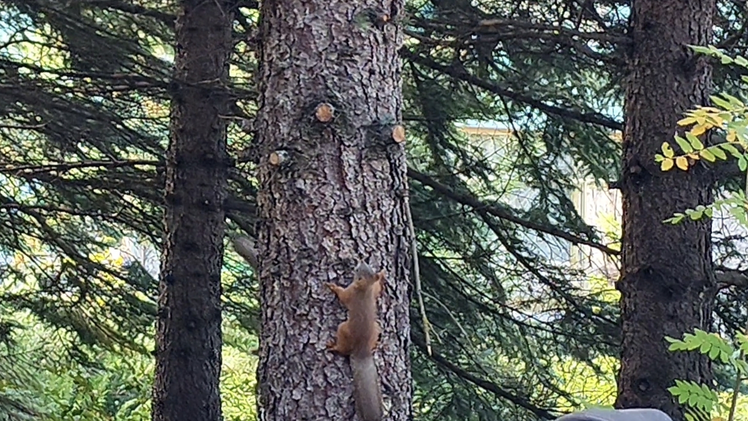 Белки по лесу гуляют... смотреть онлайн