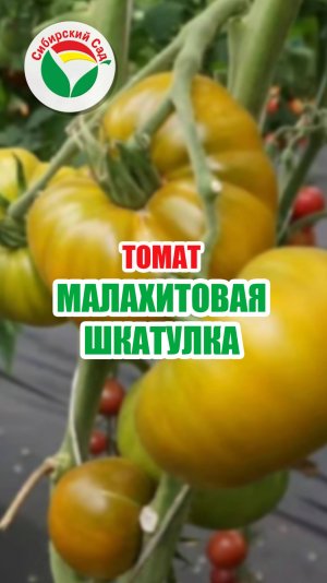 Томат Малахитовая шкатулка
