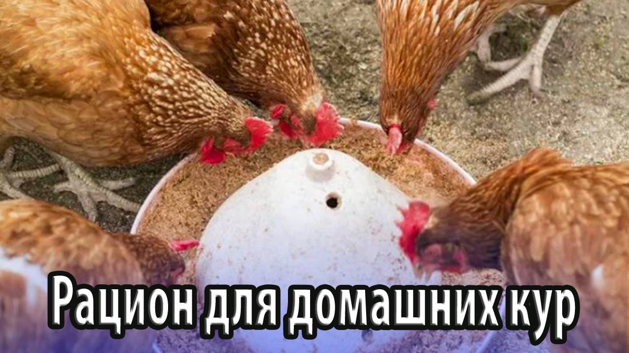 Правильный рацион для домашних кур суточная норма, состав
