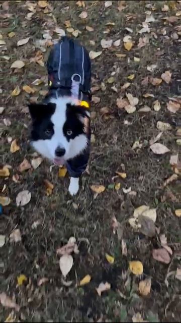 Комбинезон Дождевик 