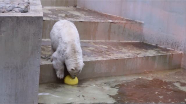 Медвежата выспались и захотели поиграть 24.09.2025 смотреть онлайн