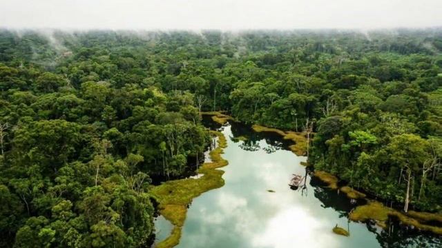 Удивительные обитатели амазонских лесов