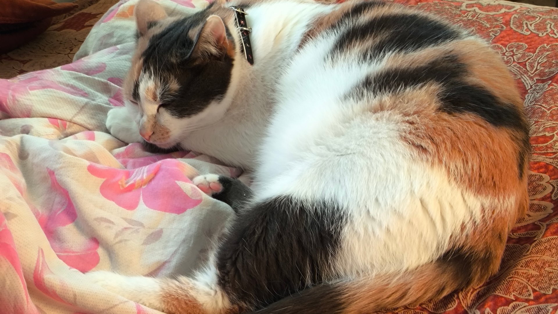 Ленивая 🍑 😺🤣 смотреть онлайн