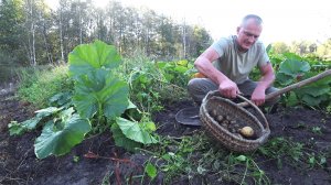 МНЕ ЧАСТО ЗАДАЮТ ВОПРОС, ЗАЧЕМ ТЕБЕ ВСЕ ЭТО? ЖИЗНЬ в ЛЕСУ на КРАЮ БОЛОТА. №360