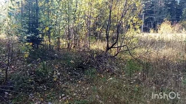 23.09.2025 года.Пошла в лес за грибами. смотреть онлайн