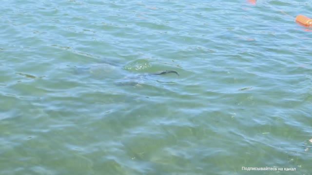 СТАВРОПОЛЬ 24.09.2025 СЕГОДНЯ, РЫБАЛКА НА КОМСОМОЛЬСКОМ ПРУДУ КАРПЫ ПО 10 кг. ЕДЯТ ХЛЕБ С РУК!