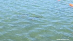 СТАВРОПОЛЬ 24.09.2025 СЕГОДНЯ, РЫБАЛКА НА КОМСОМОЛЬСКОМ ПРУДУ КАРПЫ ПО 10 кг. ЕДЯТ ХЛЕБ С РУК!