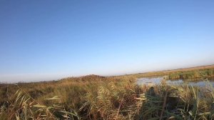 Незабываемая охота на утку в Амурской области.